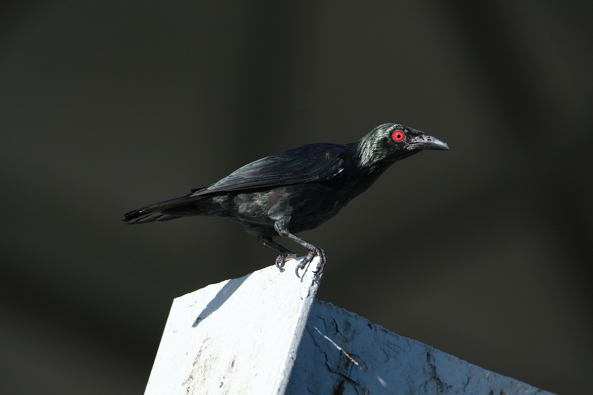 Asian Glossy Starling - jessie lewin
