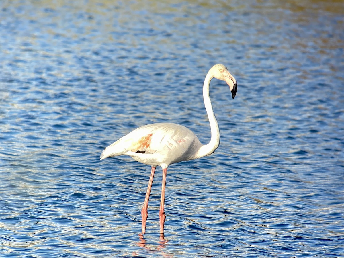 Greater Flamingo - ML596238541