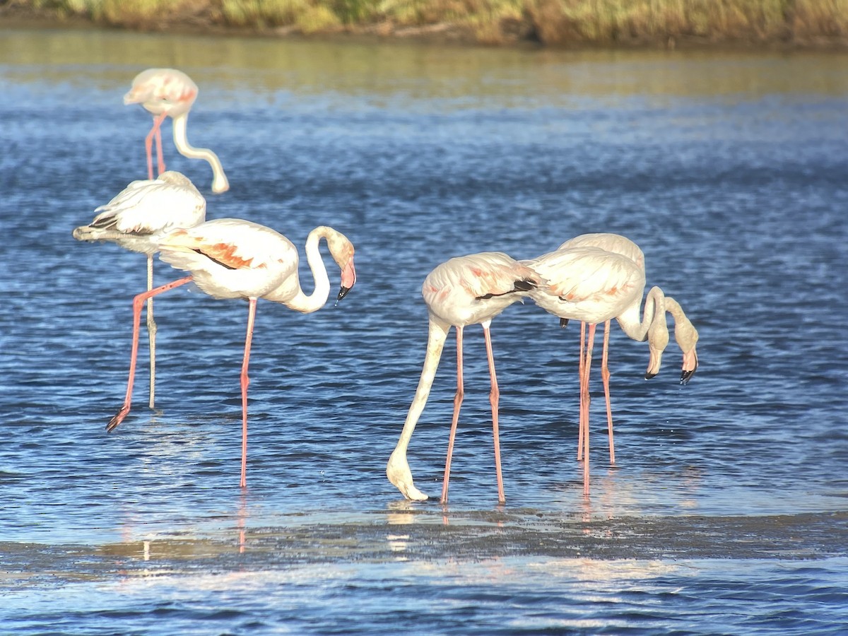 Greater Flamingo - ML596238671