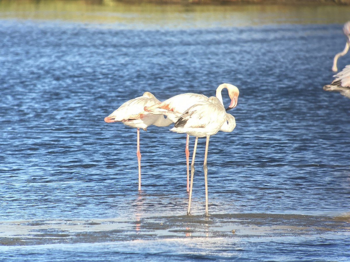 Greater Flamingo - ML596238681
