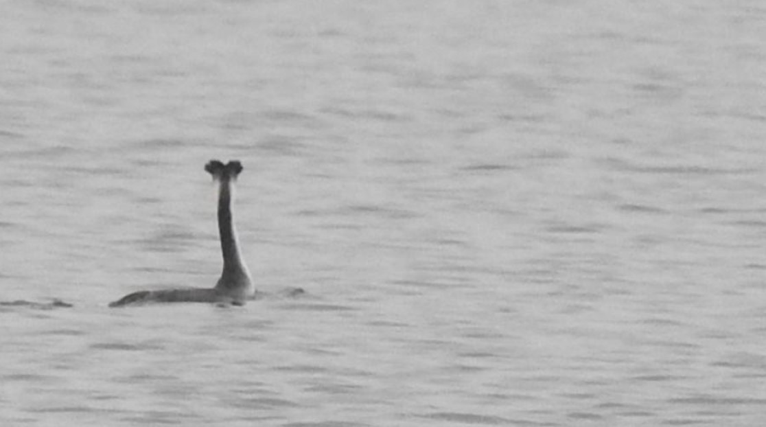 Great Crested Grebe - ML596238711