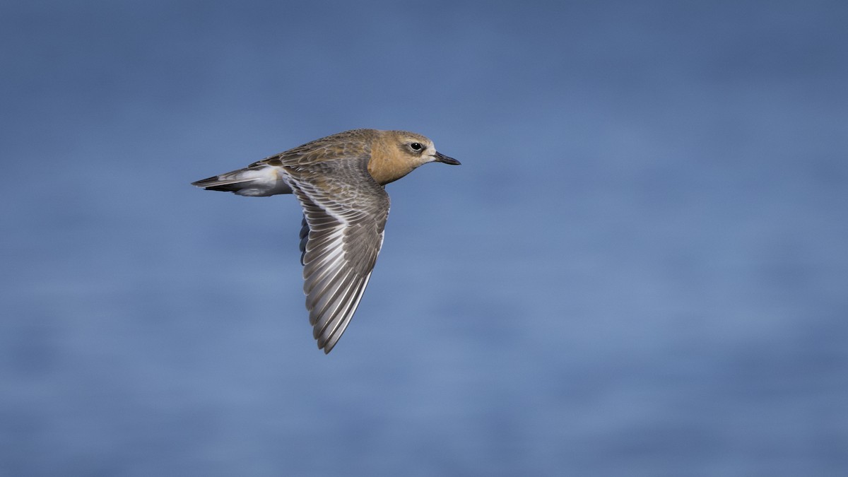 Red-breasted Dotterel - ML596238901