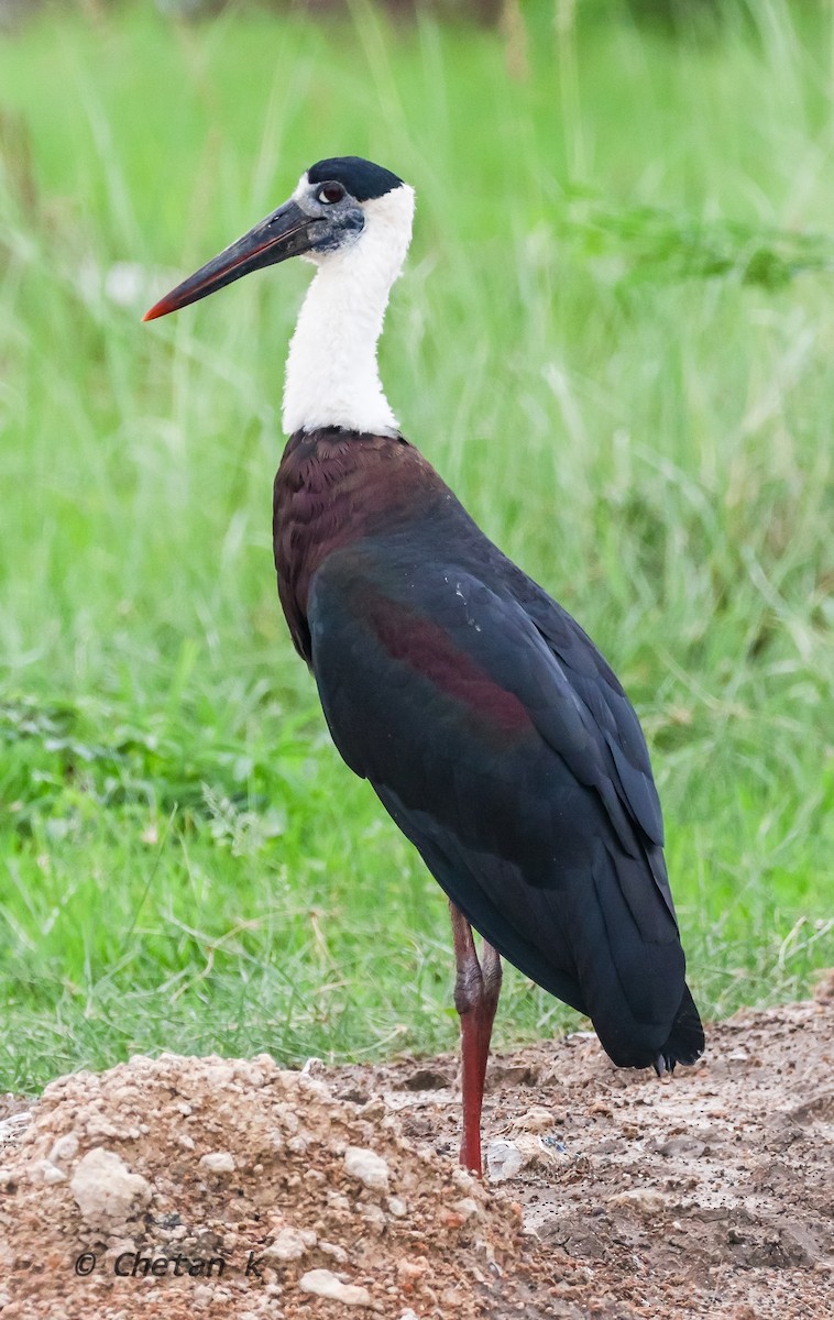 Asian Woolly-necked Stork - Chetan Kachhara