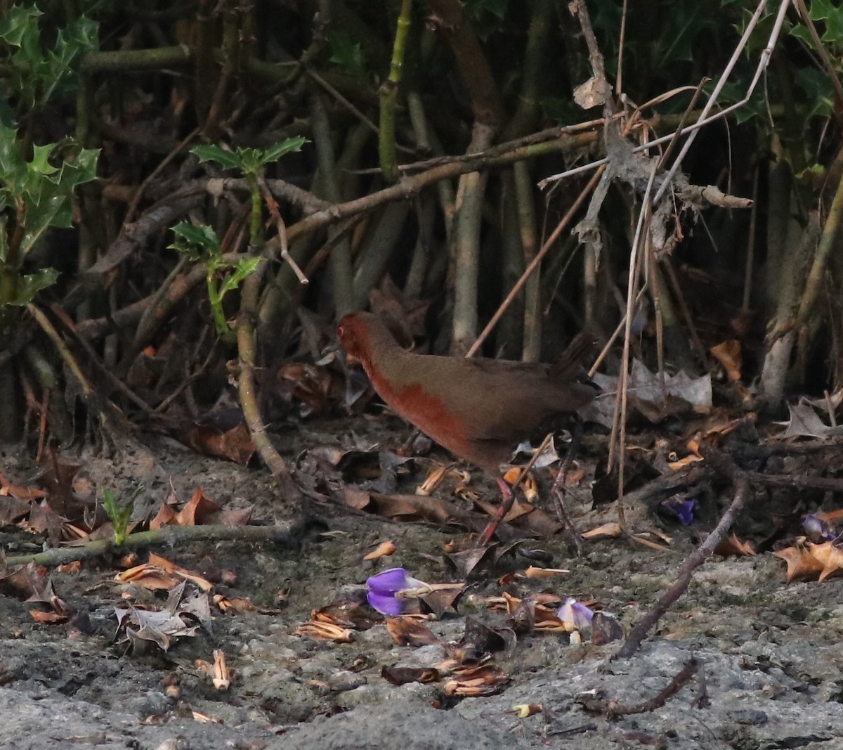 Ruddy-breasted Crake - ML596242011