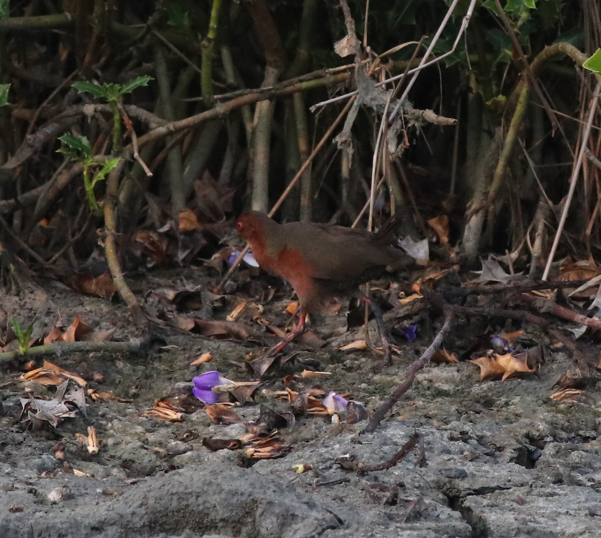 Ruddy-breasted Crake - Afsar Nayakkan