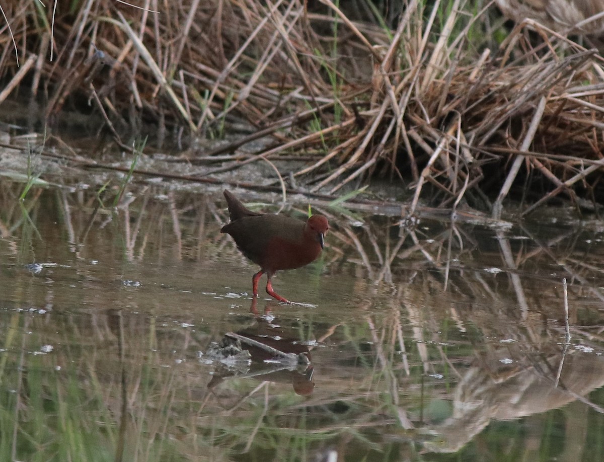 Ruddy-breasted Crake - ML596242051