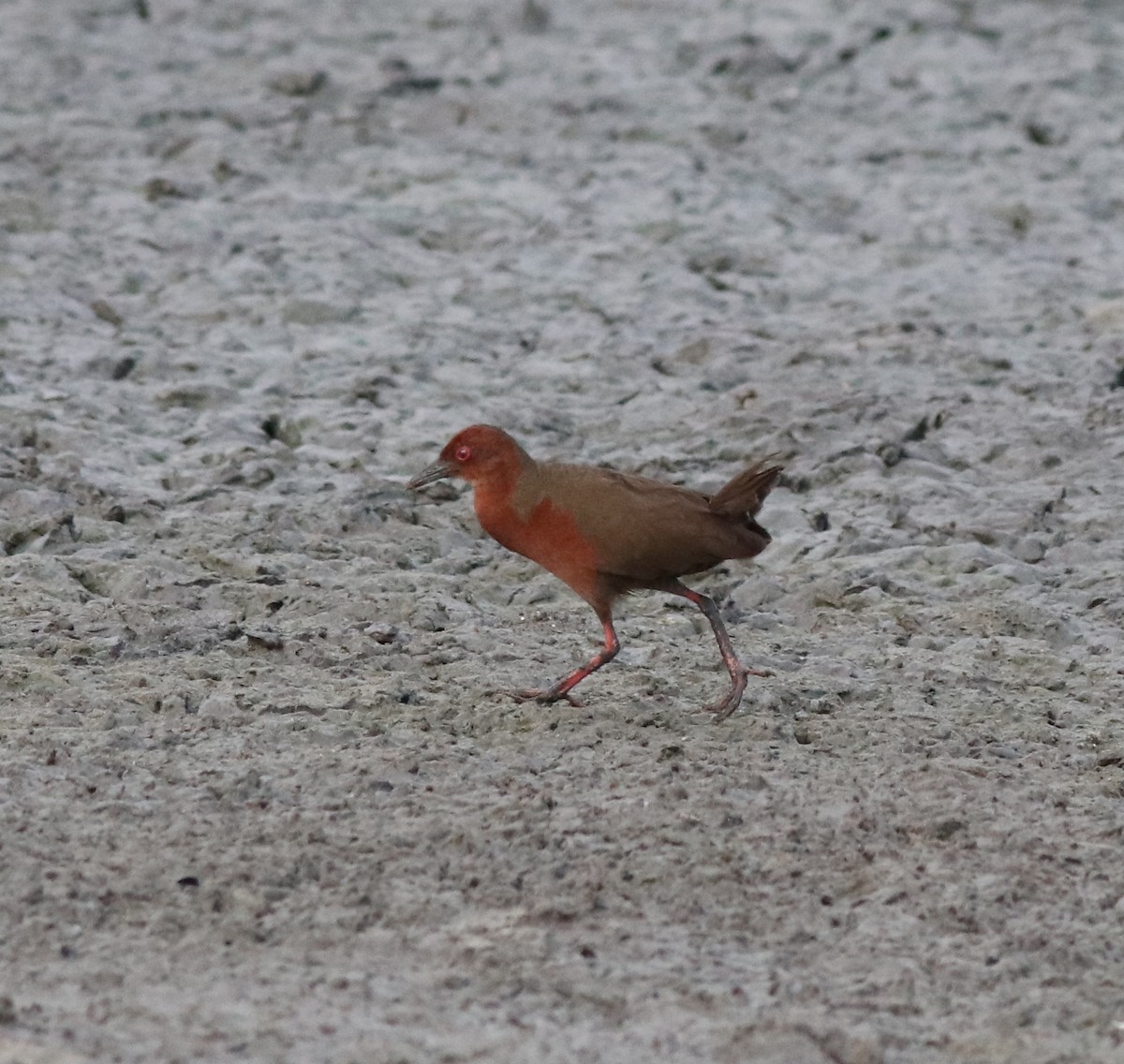 Ruddy-breasted Crake - ML596242061