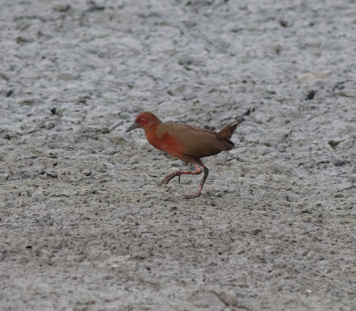 Ruddy-breasted Crake - ML596242071