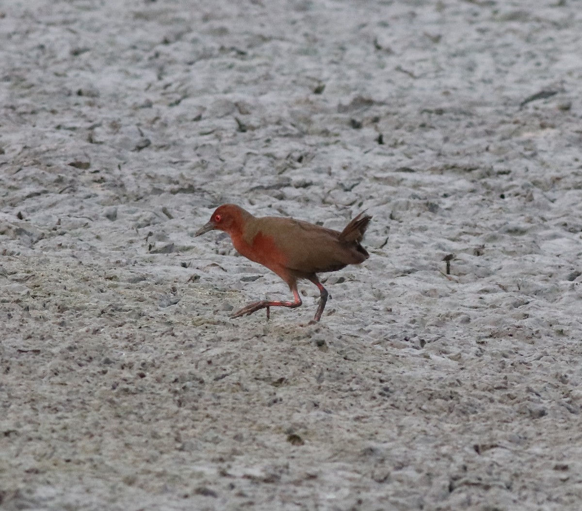 Ruddy-breasted Crake - ML596242081