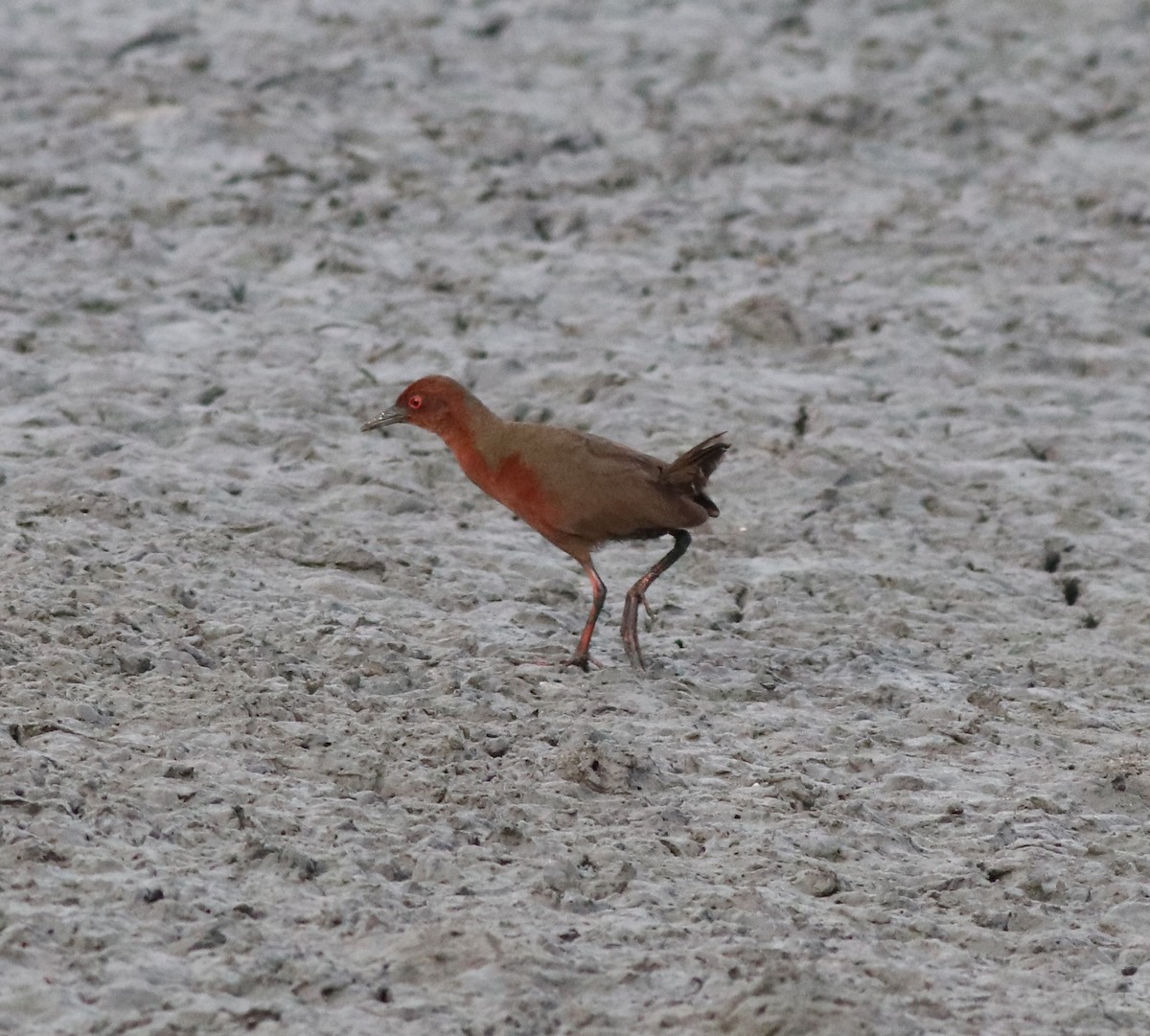 Ruddy-breasted Crake - ML596242091