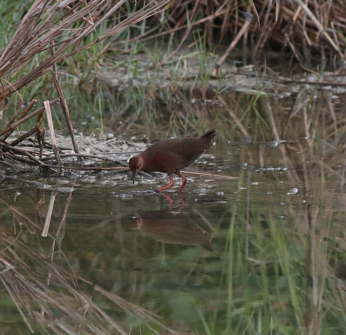 Ruddy-breasted Crake - ML596242101