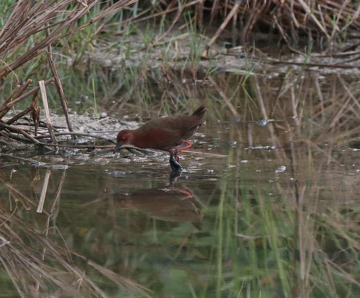 Ruddy-breasted Crake - ML596242121