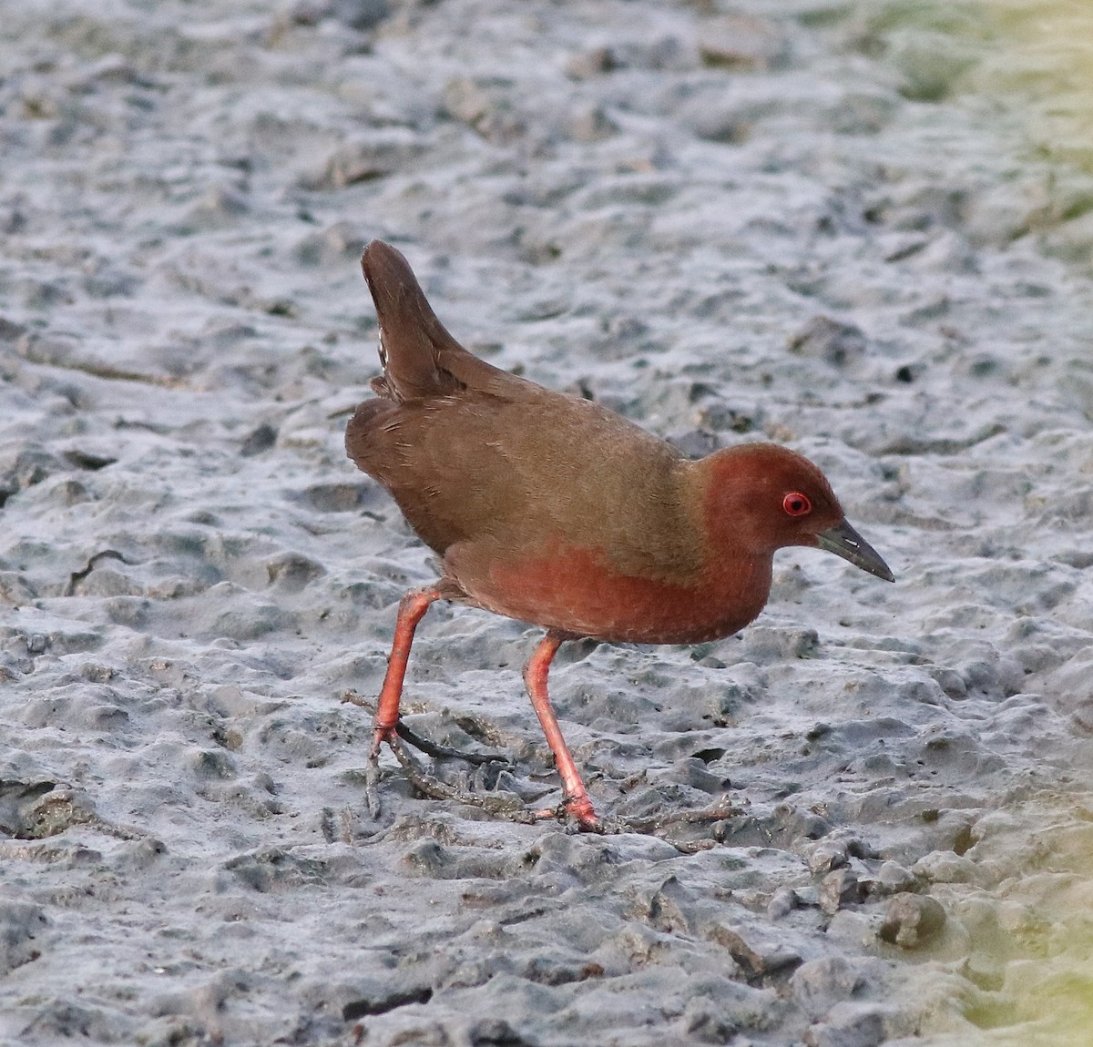 Ruddy-breasted Crake - ML596242141