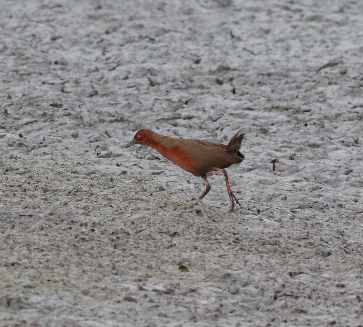 Ruddy-breasted Crake - ML596242161