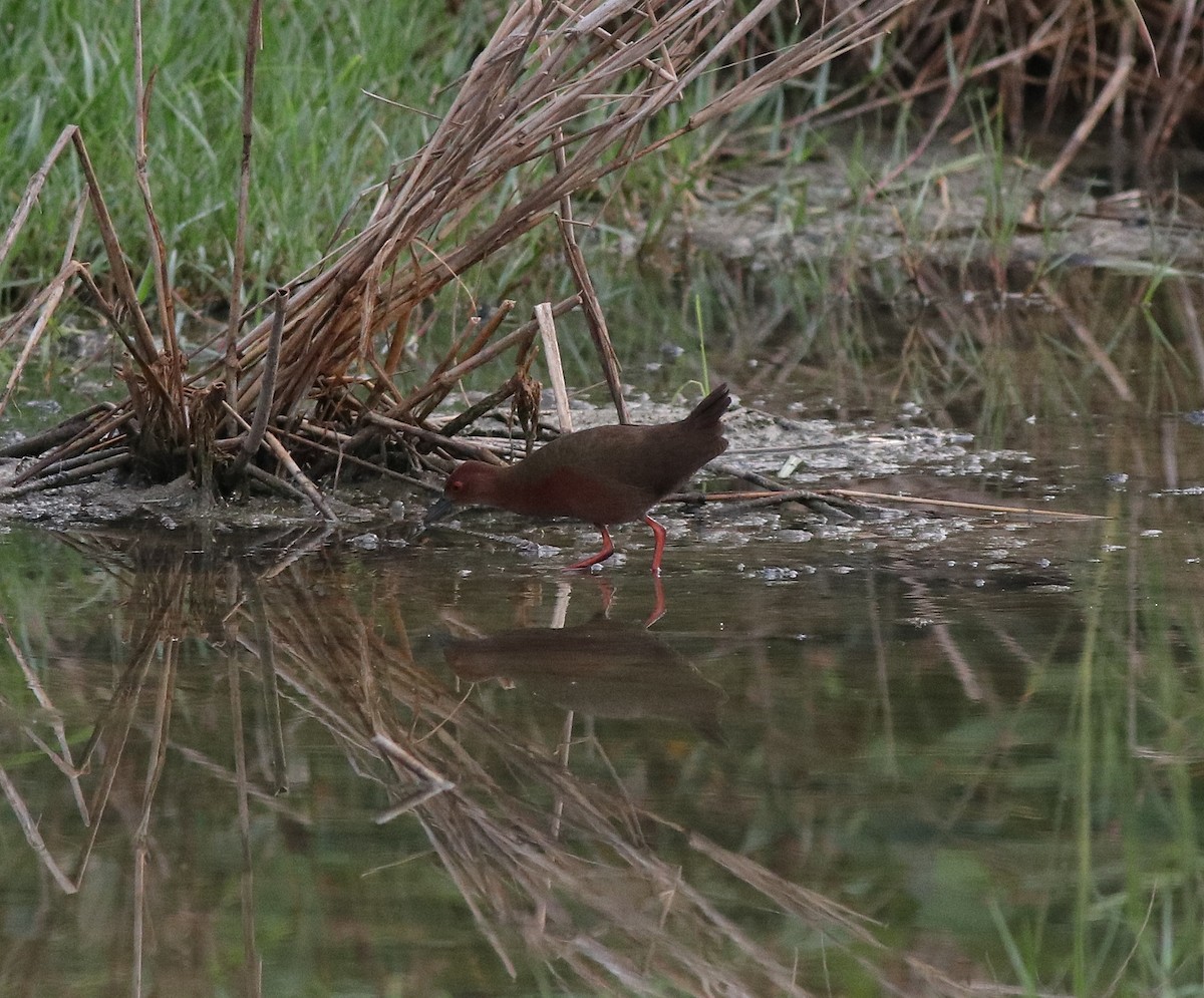 Ruddy-breasted Crake - ML596242171