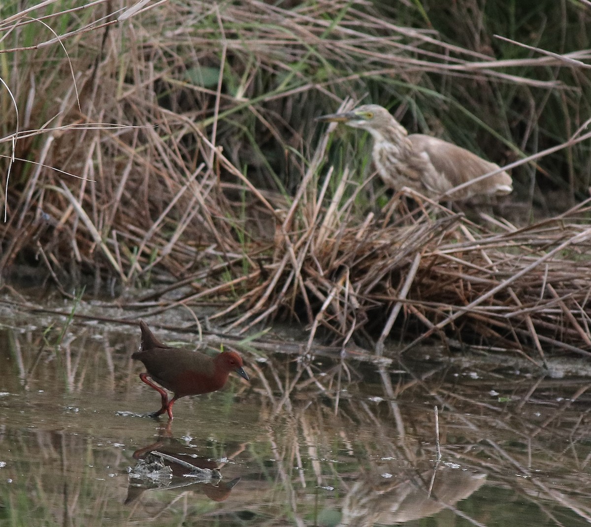 Ruddy-breasted Crake - ML596242181