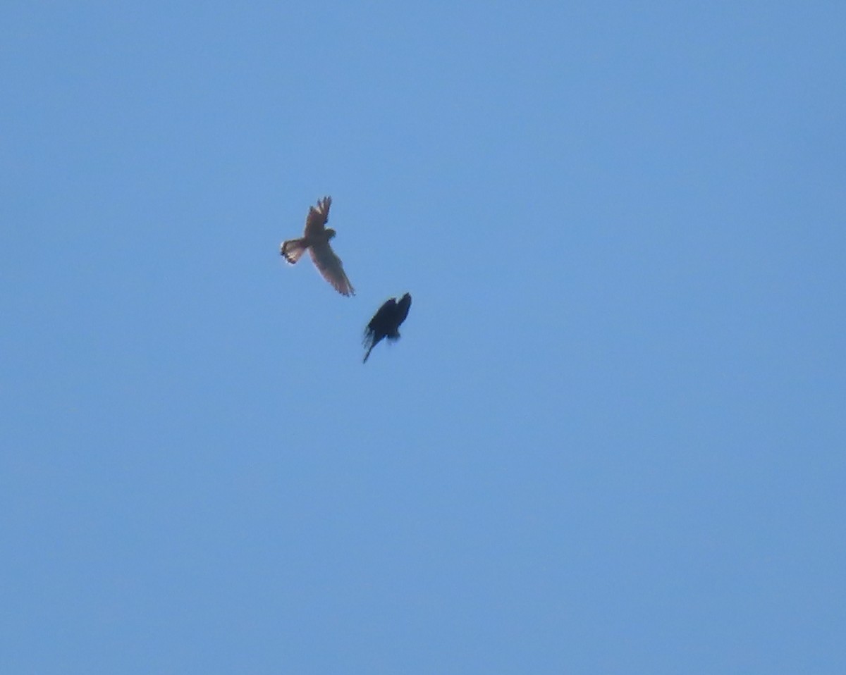 Nankeen Kestrel - ML596242471