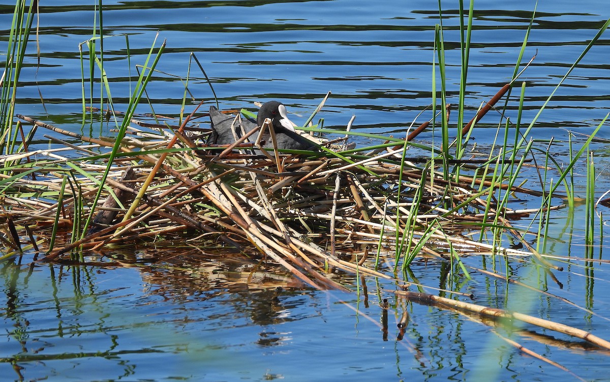 Eurasian Coot - Bruce Hansen