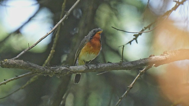 Kashmir Flycatcher - ML596243241