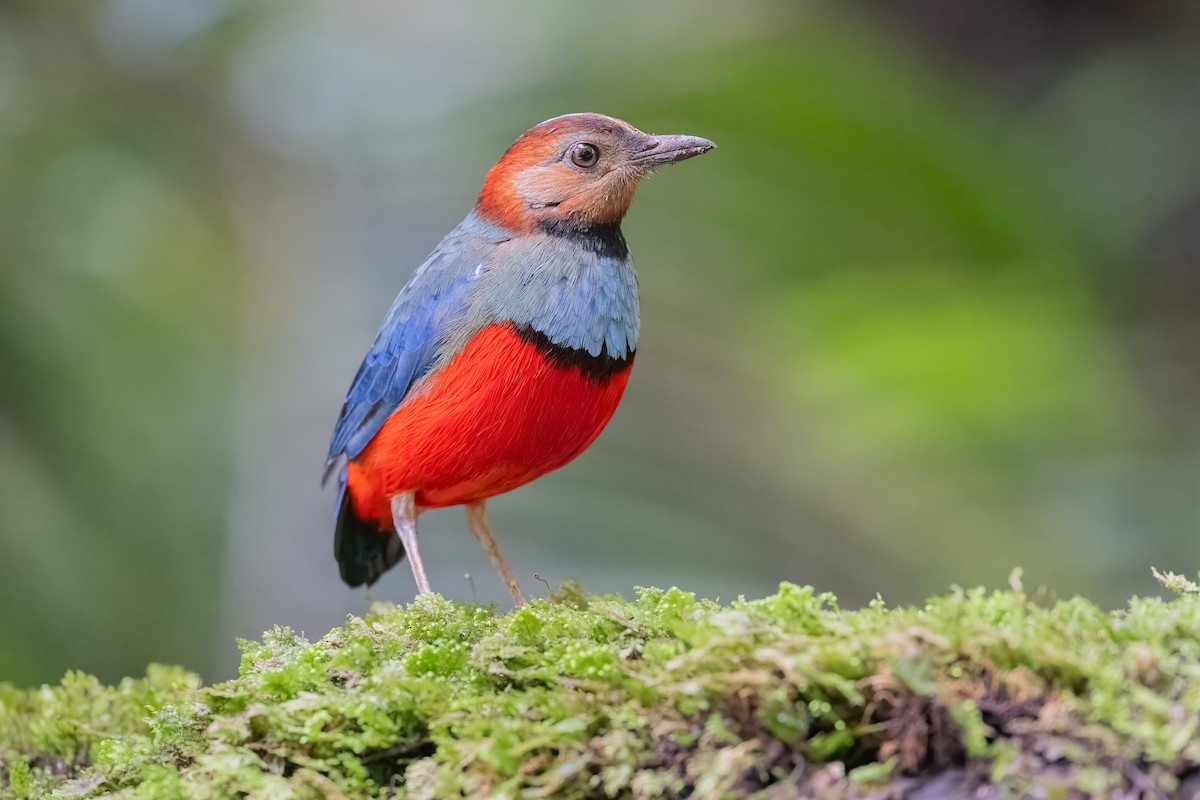 Sulawesi Pitta (Sulawesi) - Mike Hooper
