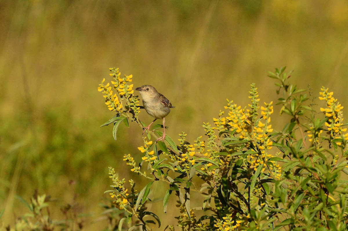 Croaking Cisticola - ML596243611