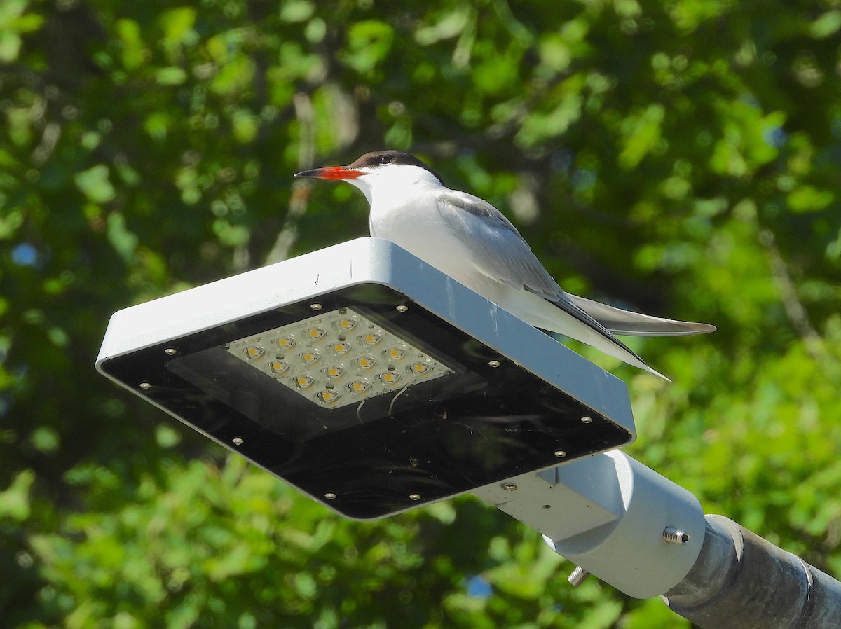 Common Tern - ML596243711
