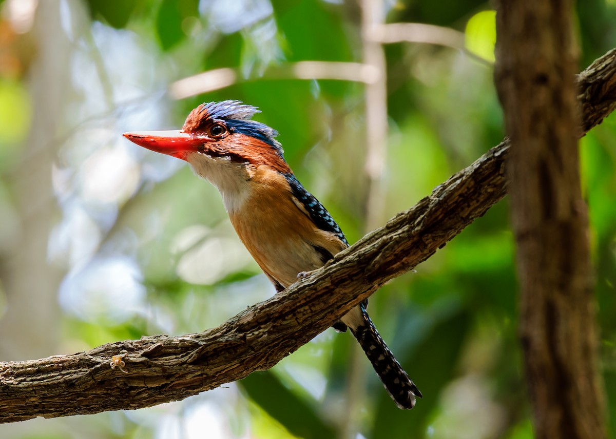 Banded Kingfisher - ML596243791