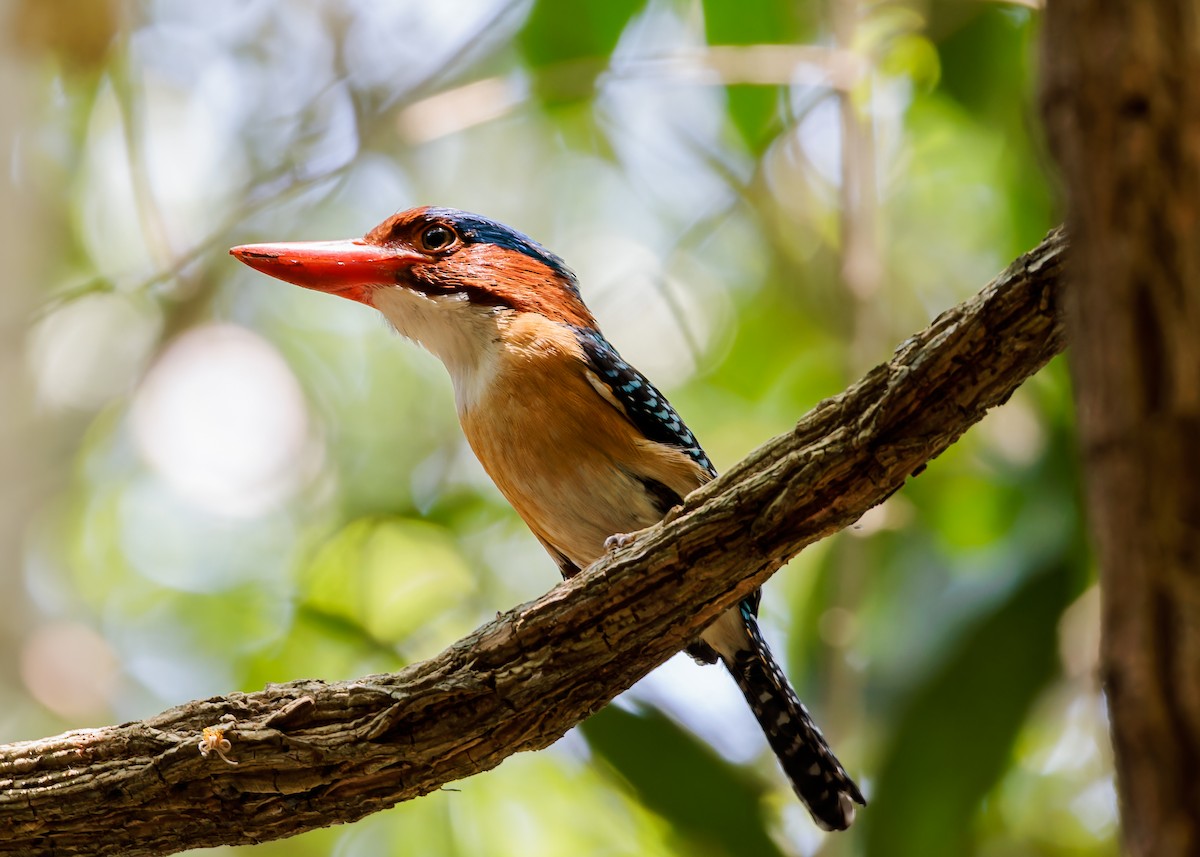 Banded Kingfisher - Andrew Stewart