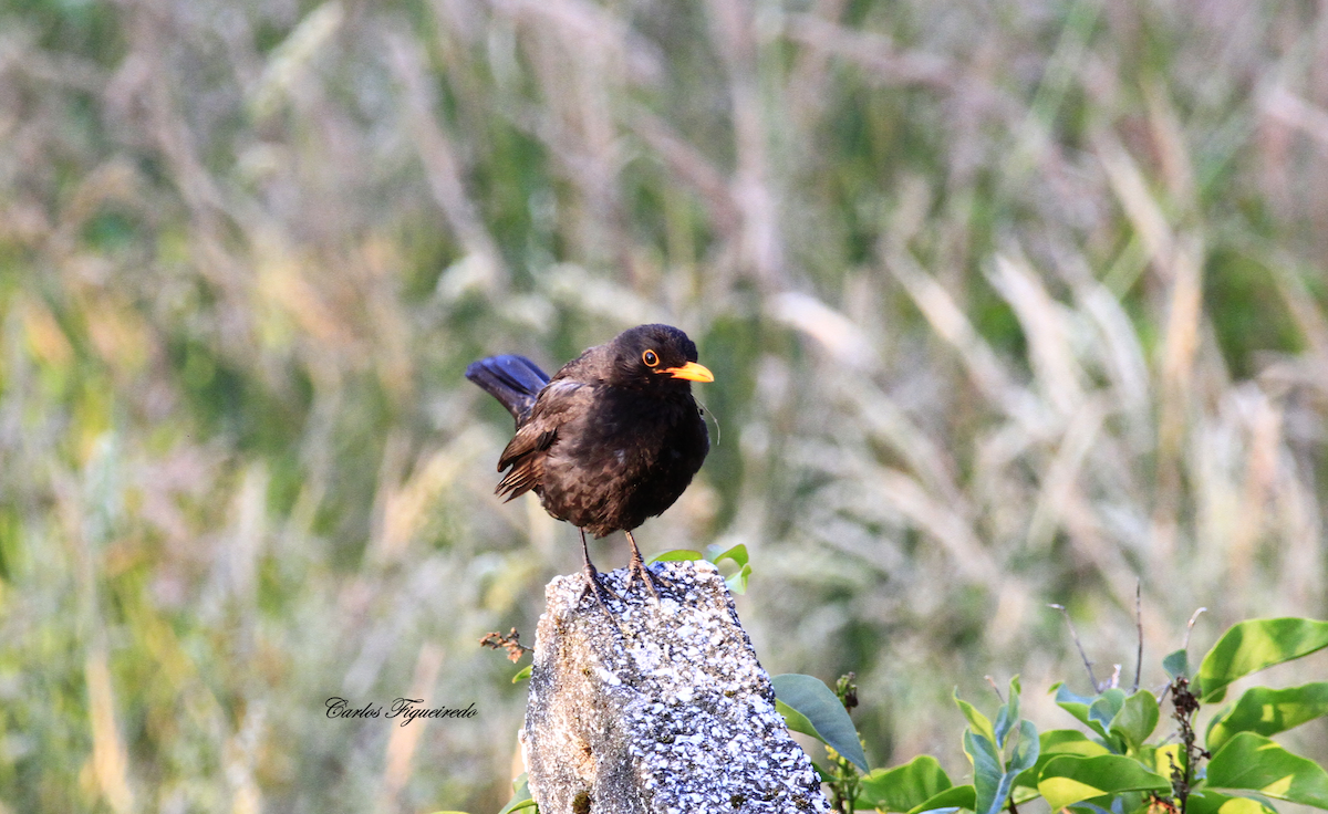 Eurasian Blackbird - ML596244231