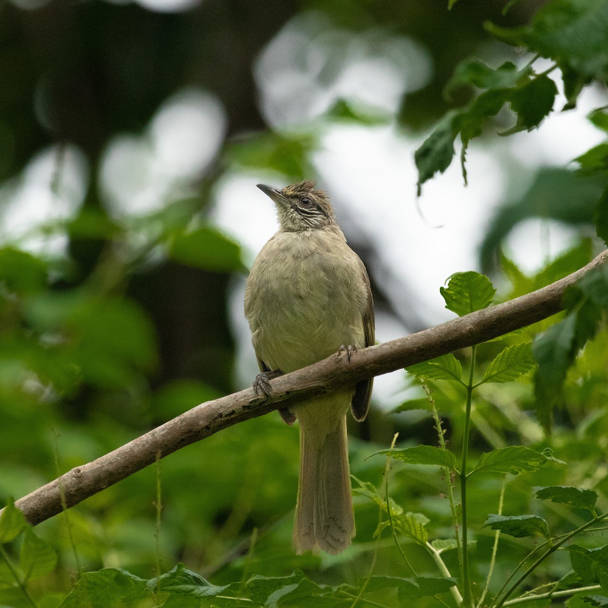 Streak-eared Bulbul - Anastasia Besfamilnaya