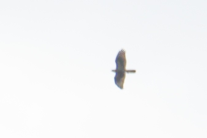 European Honey-buzzard - ML596244761