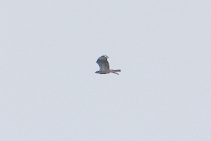 European Honey-buzzard - ML596244771