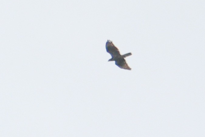 European Honey-buzzard - ML596244781