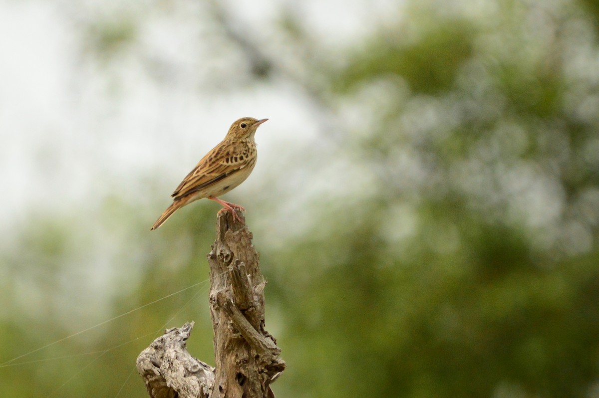 Bush Pipit - René Rossouw