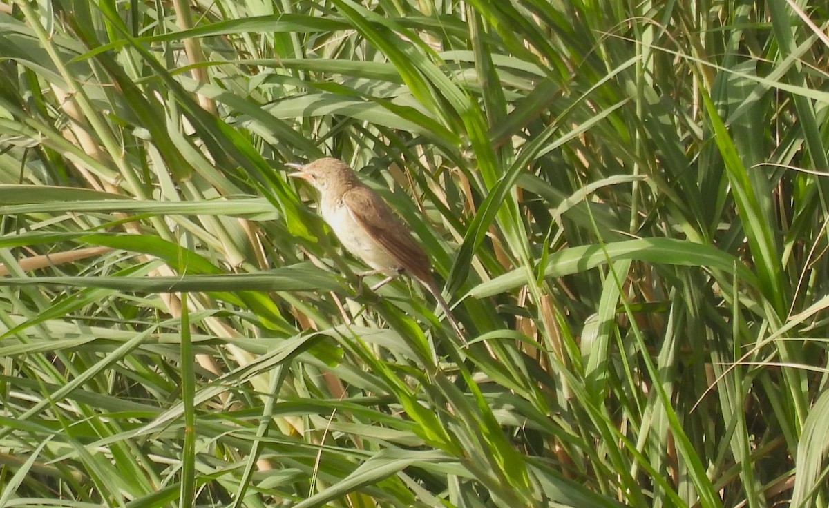 Teich-/Drosselrohrsänger - ML596245111