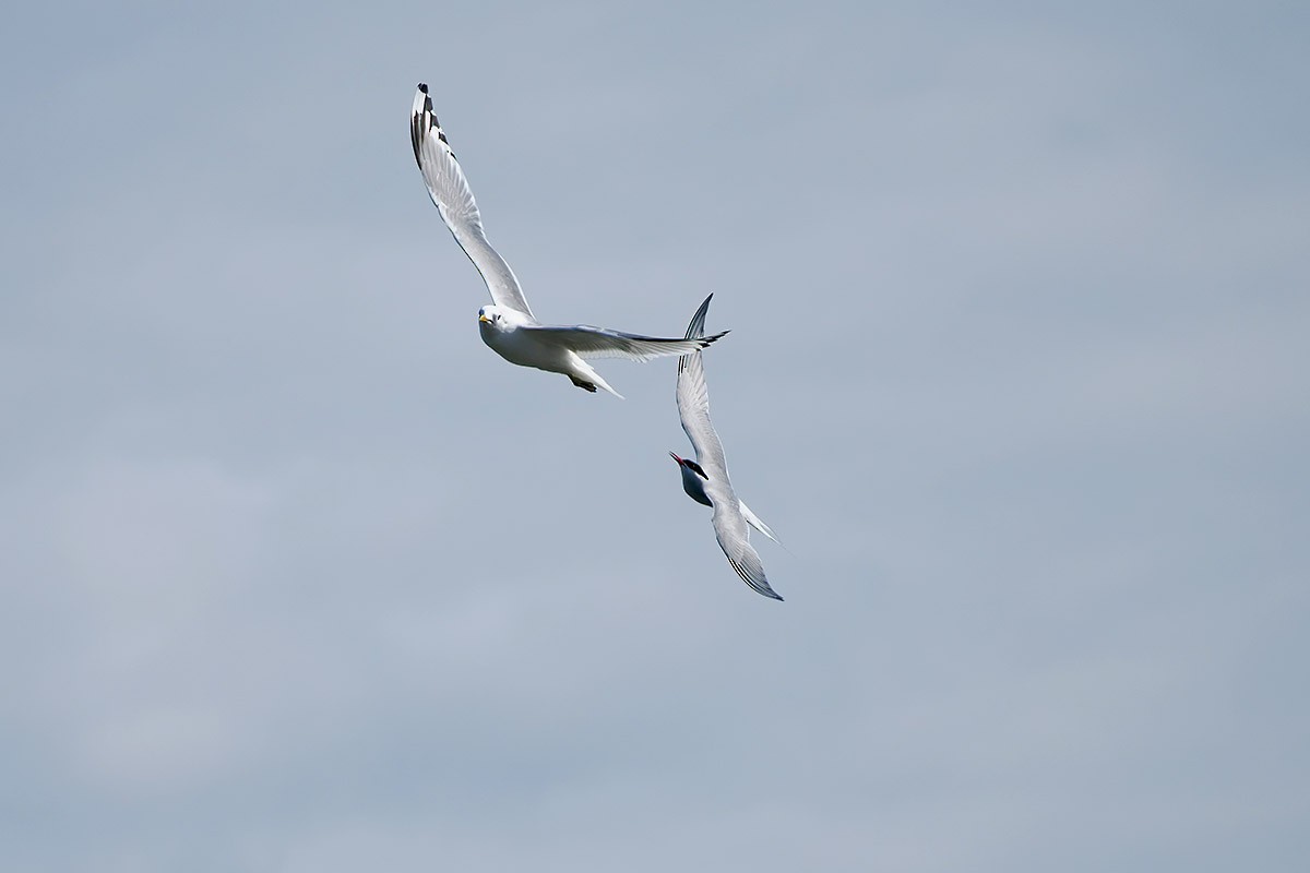 Arctic Tern - Jose Antonio Lama