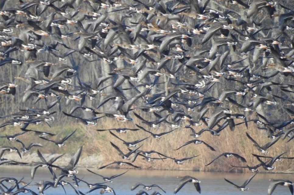 Greater White-fronted Goose - ML596245251