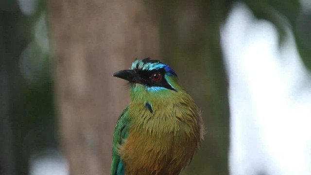 blåpannemotmot - ML596245441
