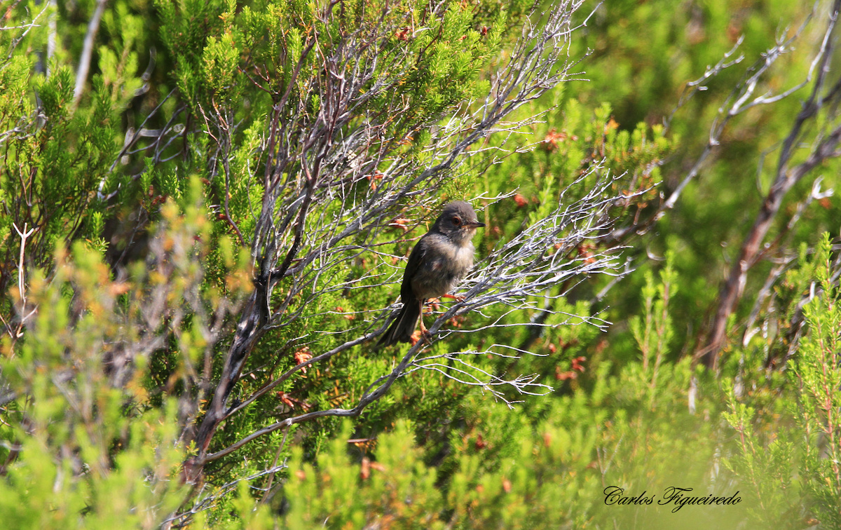 Dartford Warbler - Carlos Figueiredo