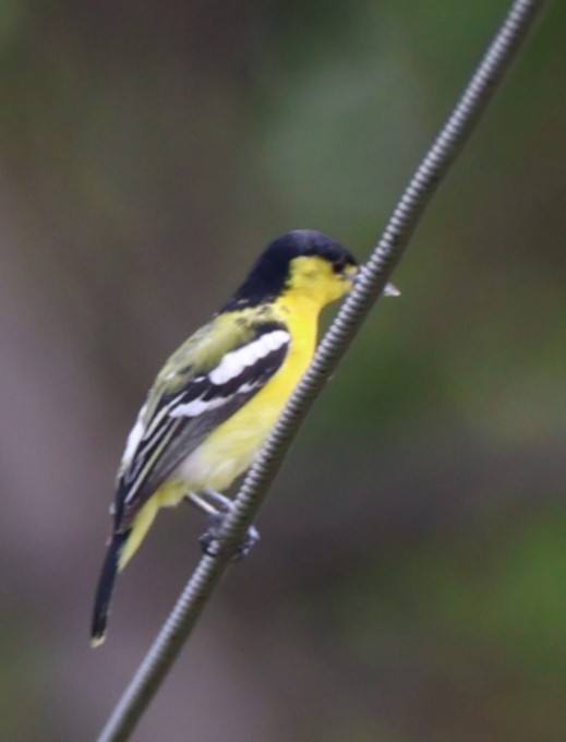 Common Iora - Chetan Kachhara