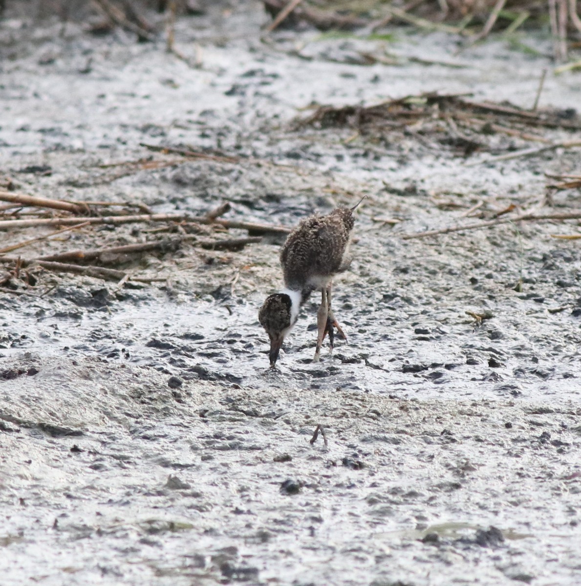 Red-wattled Lapwing - ML596246461