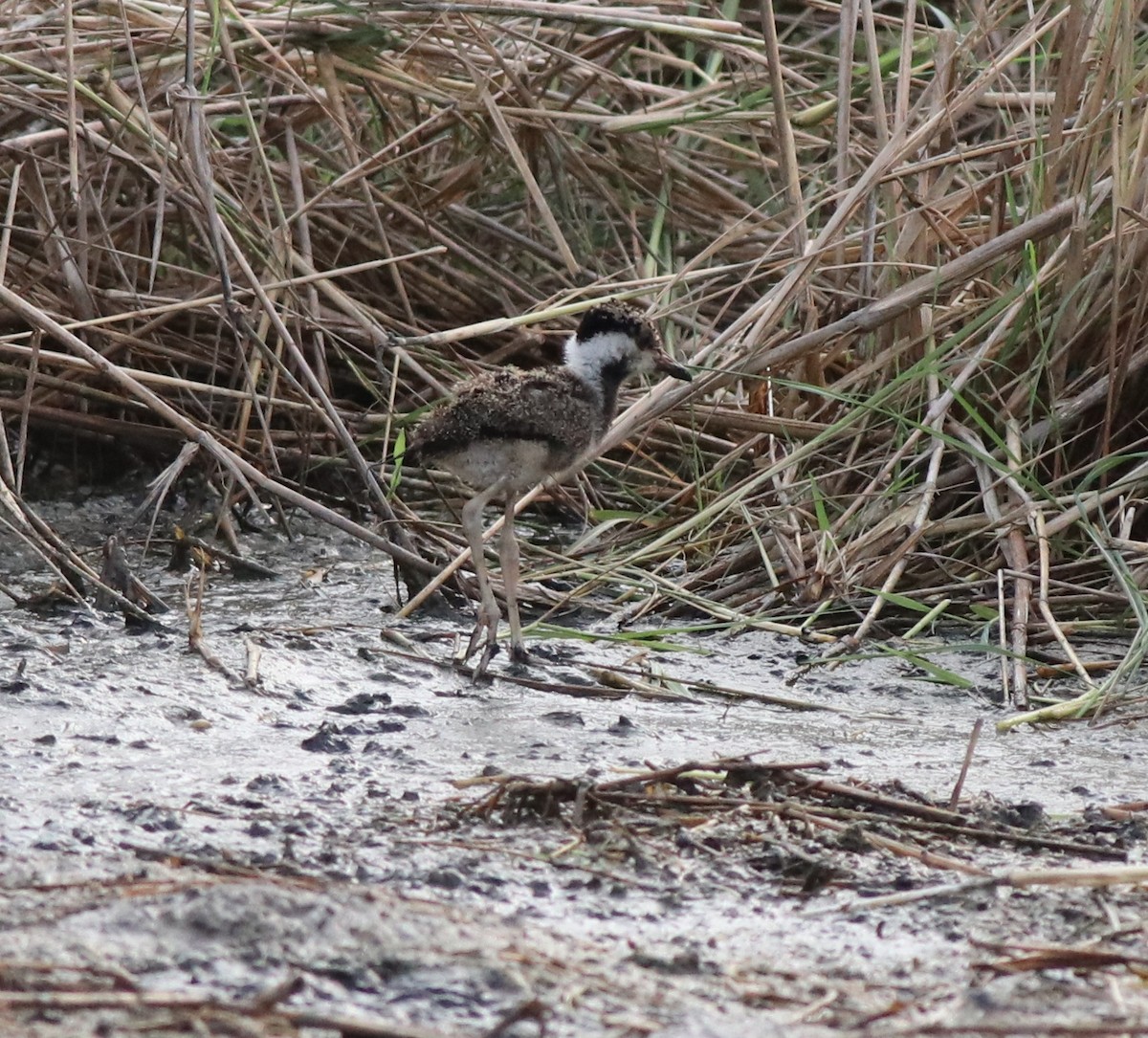 Red-wattled Lapwing - ML596246471