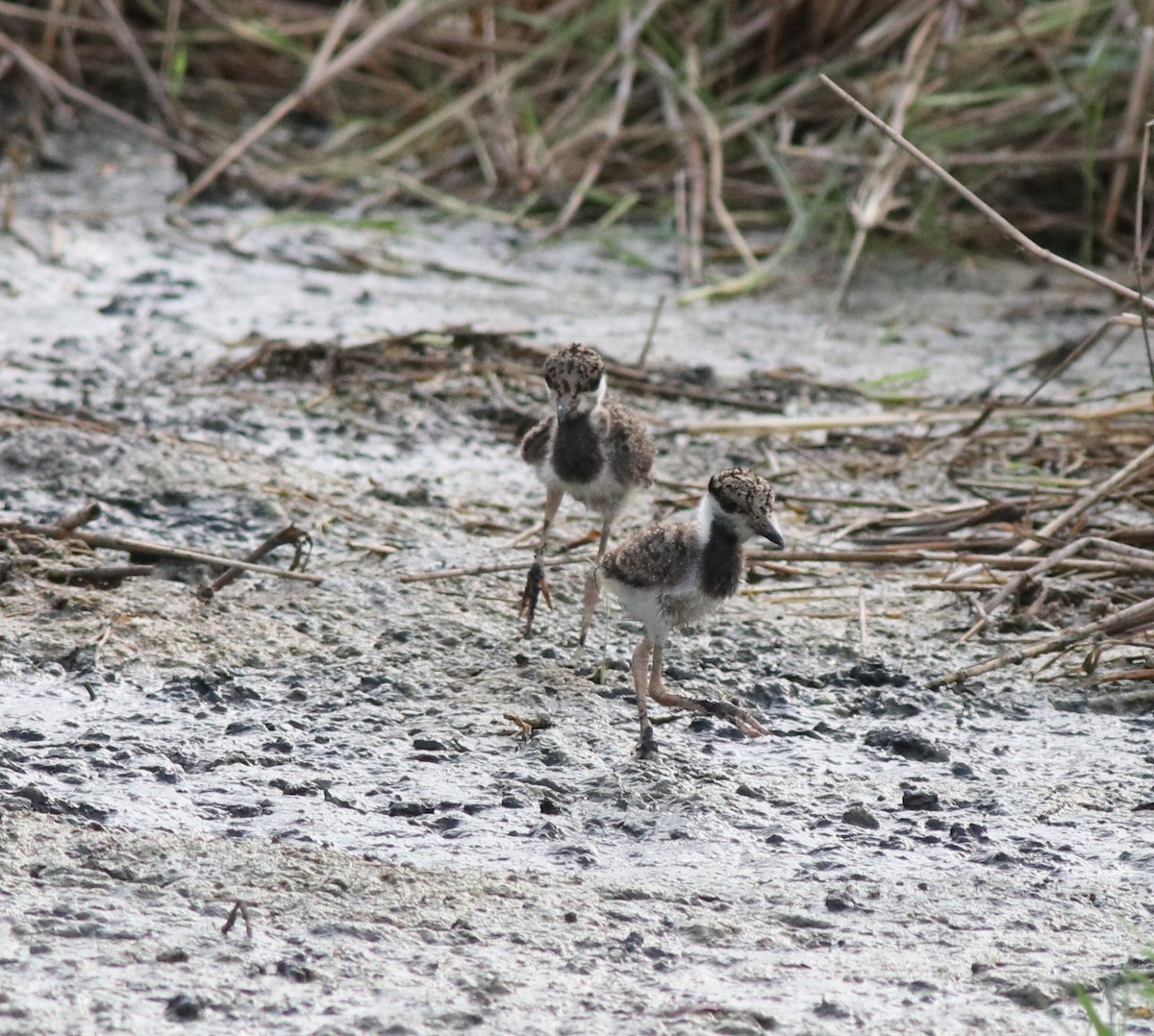 Red-wattled Lapwing - ML596246491