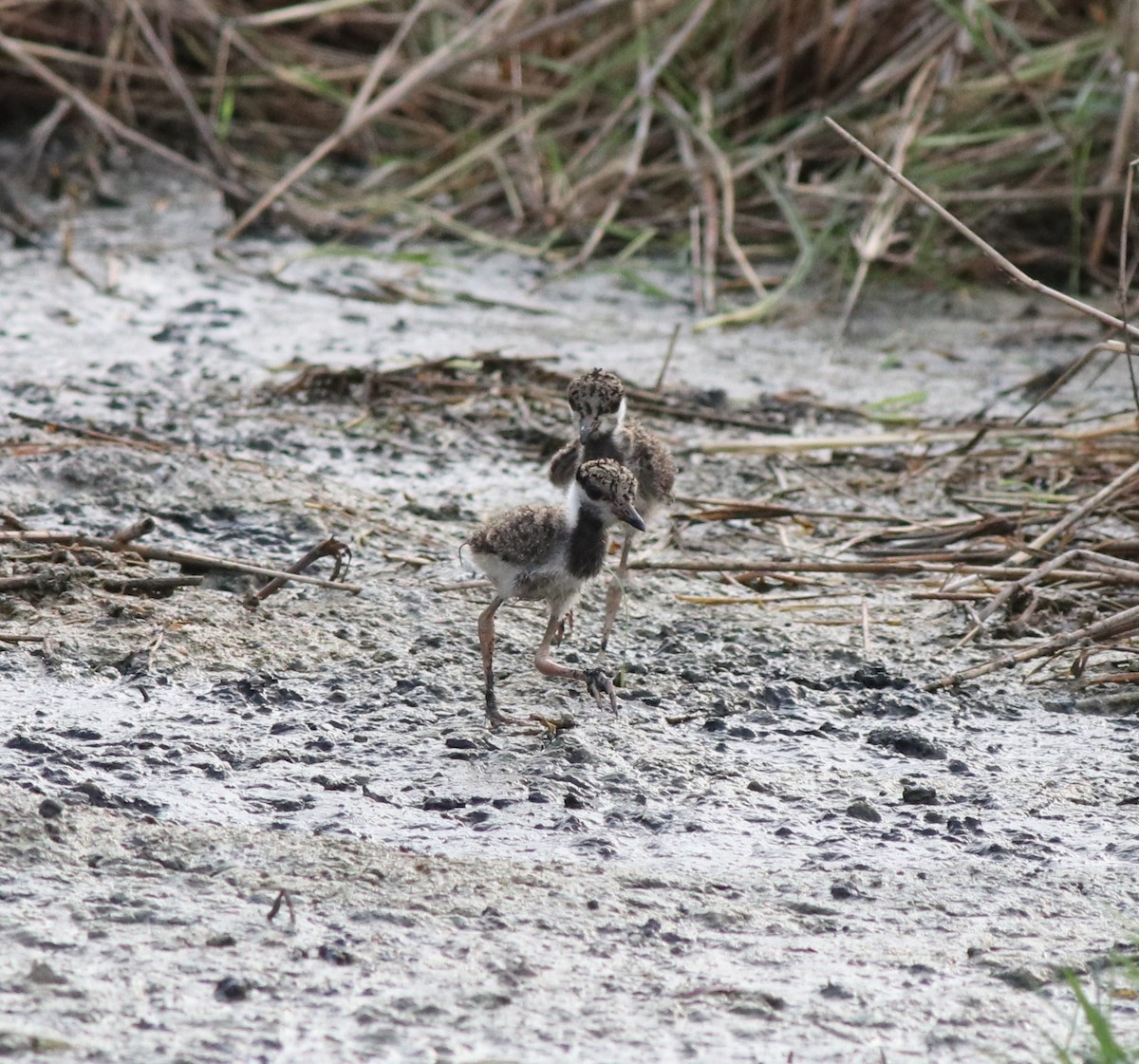 Red-wattled Lapwing - ML596246501