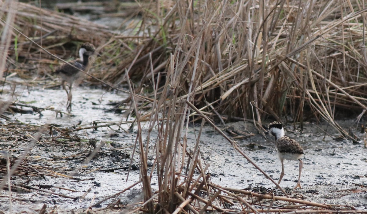 Red-wattled Lapwing - ML596246521