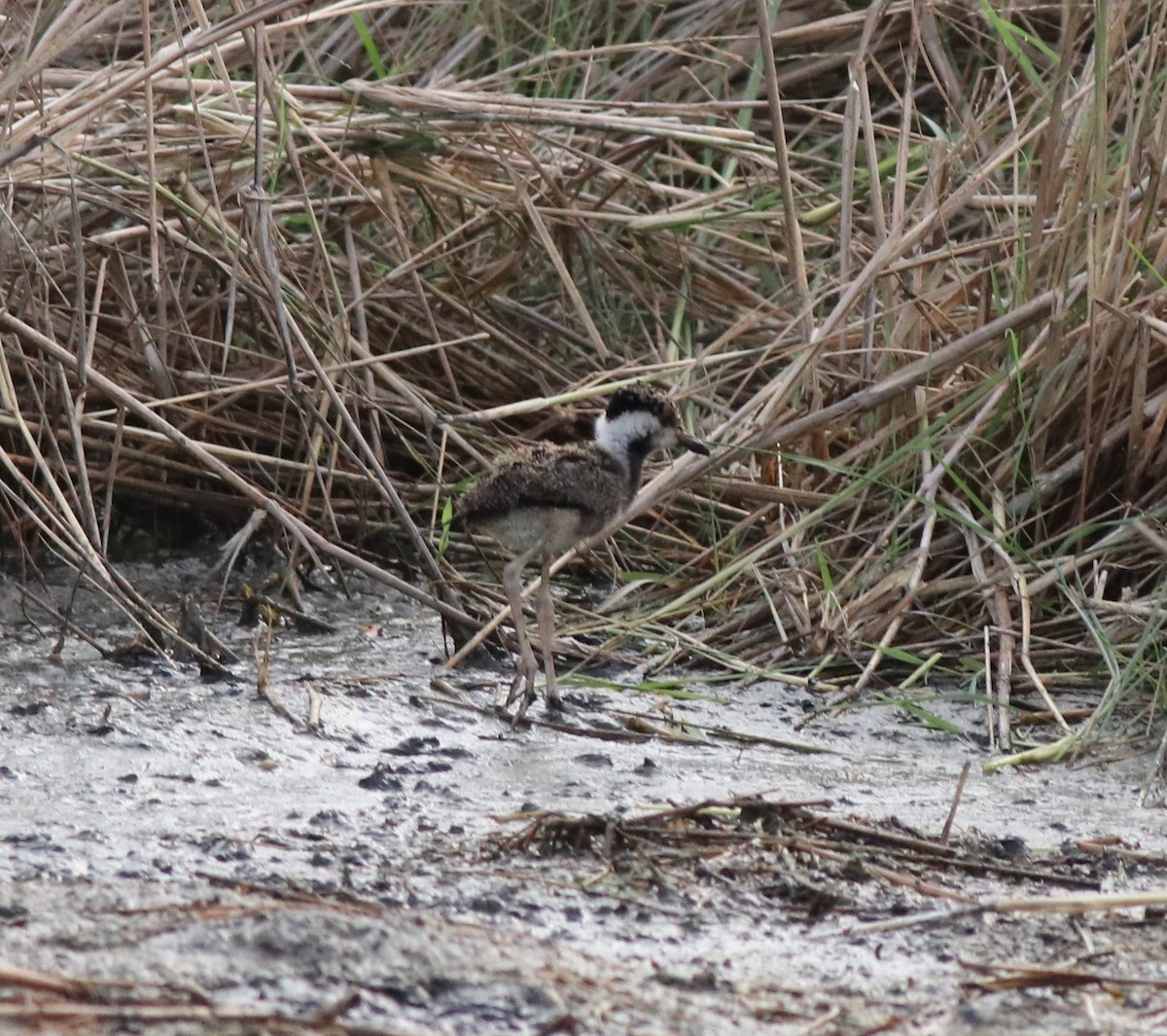 Red-wattled Lapwing - ML596246541