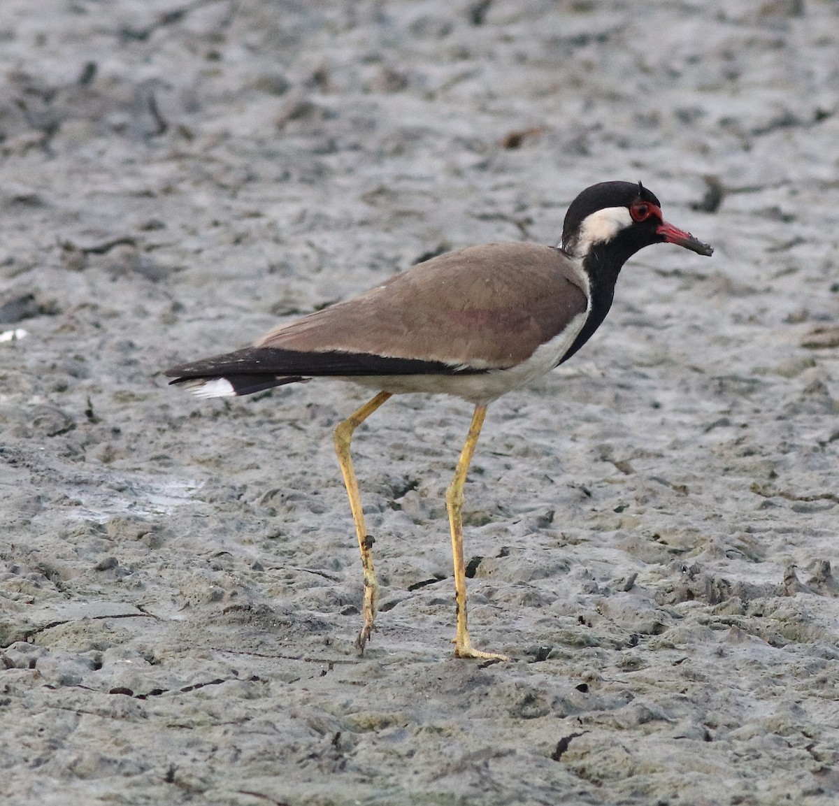 Red-wattled Lapwing - ML596246551