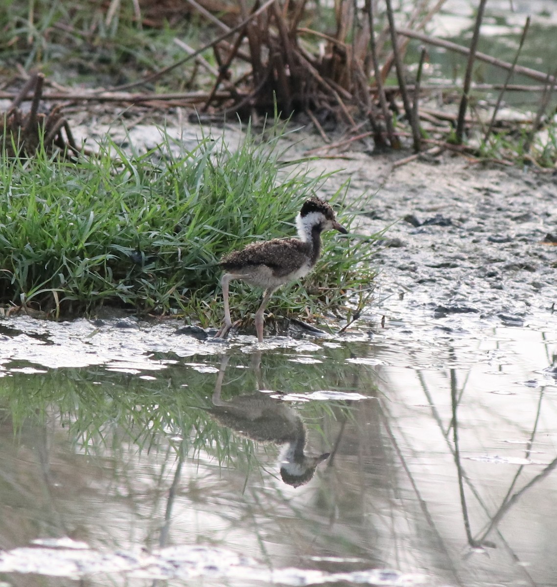 Red-wattled Lapwing - Afsar Nayakkan