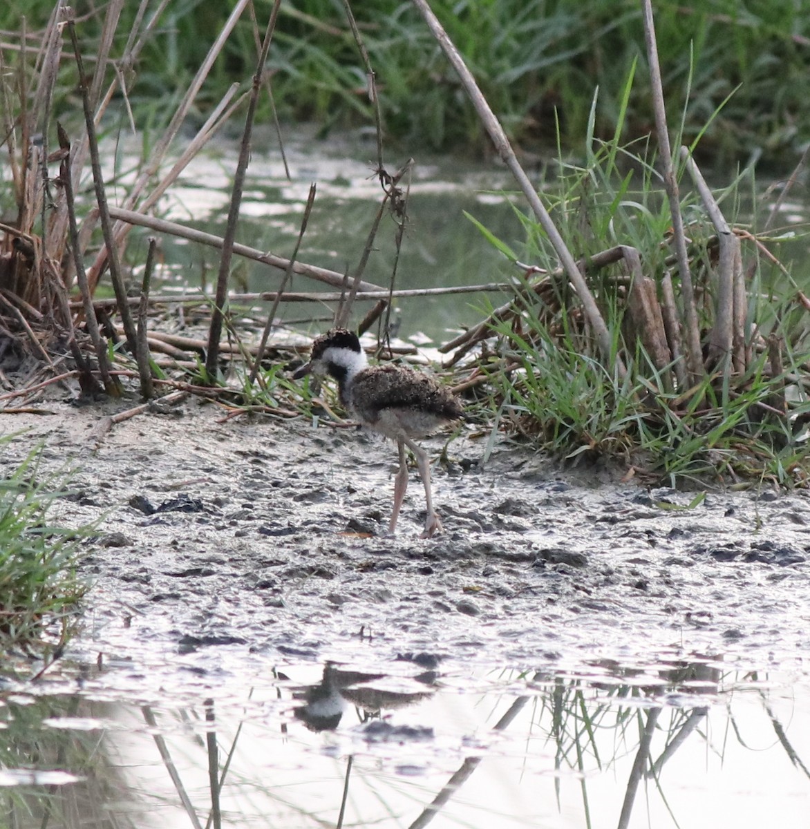 Red-wattled Lapwing - Afsar Nayakkan