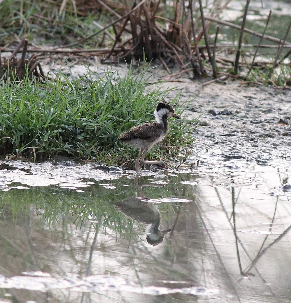 Red-wattled Lapwing - ML596246581